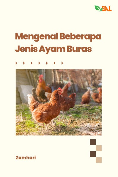 Mengenal Beberapa Jenis Ayam Buras